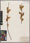 Foto von Salix aurita L. x Salix discolor Muhl.